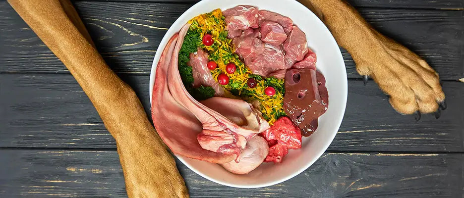 Why Raw? The Real Benefits of Raw Feeding for Dogs