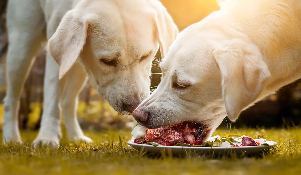 How to Transition Your Dog to a Raw Diet — Without the Stress