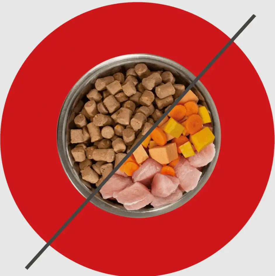 Kibble vs. Raw: What’s Really in Your Dog’s Bowl?