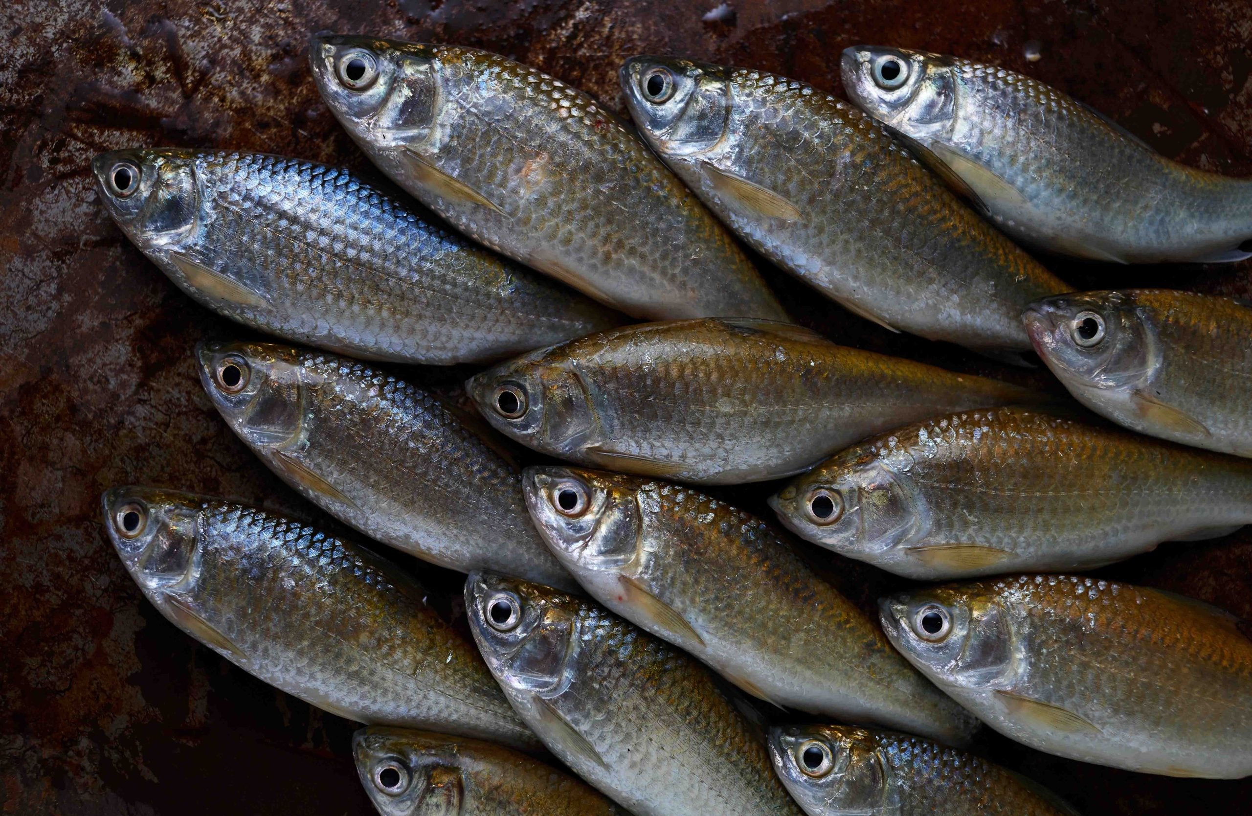 Whole Herring